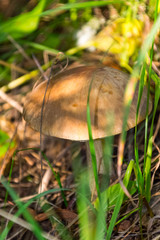 The nature of the Moscow region,mushrooms hid in the grass