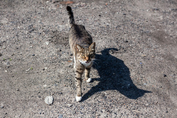 Homeless cat walks on the street on a sunny day. A rabid animal is advancing. Cute kitty wants to eat.