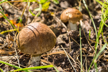 The nature of the Moscow region,mushrooms hid in the grass