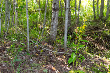 The nature of the Moscow region,View of the summer forest near Moscow