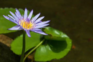 blue yellow lotus and green leaf in natural river