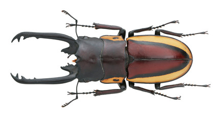 Lucanidae-Prosopocoilus bison (Olivier 1789)