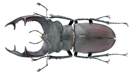 Lucanidae-Lucanus cervus (Linnaeus, 1758)