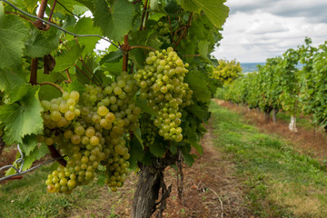 close-up of bunches of grapes from the famous vineyard of Monbazillac, France