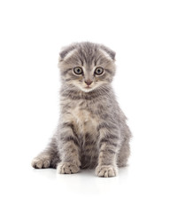 Obraz premium One little kitten.