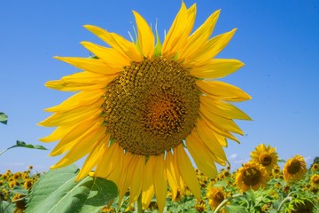 A single sunflower on a blue sky background.