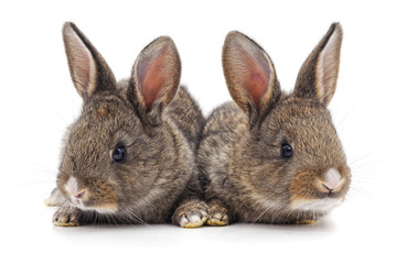 Two beautiful rabbits.