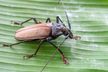 Giant Fijian longhorn beetle from island Koh Phangan, Thailand. Closeup, macro. Giant Fijian long-horned beetle, Xixuthrus heros is one of largest living insect species.Large tropical beetle species