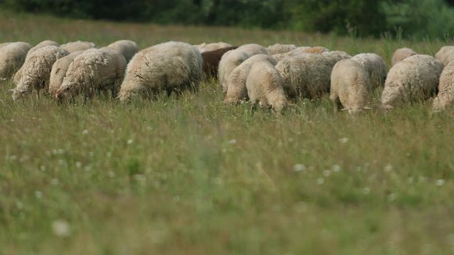 very many white and gray ewe grazing on the field, a herd of ewe lowered their heads eating green grass, beautiful nature, flying little birds, Sunny summer day, Wide angle, slow motion