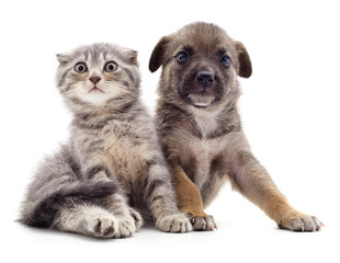 Puppy and kitten.
