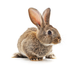 Obraz premium Grey baby rabbit.