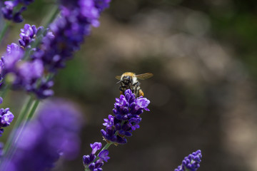 bee on a blooming lavender