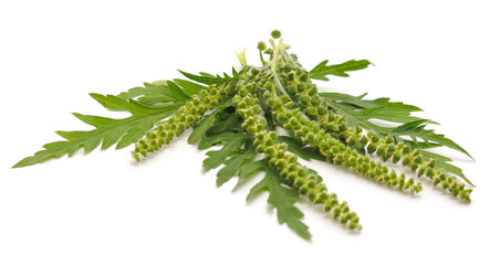 Flower and leaves of ambrosia.