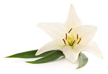 White lily with leaves.