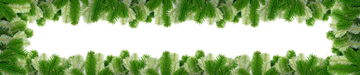 Natural green spruce twig background or texture