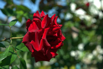 red rose bud on a branch