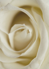 Beautiful white rose closeup