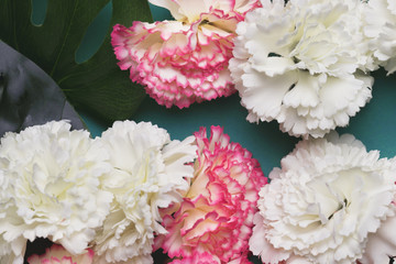 Beautiful white and pink carnation flowers