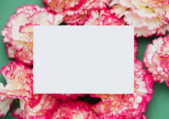Pink carnation flowers with copy space
