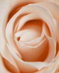 Beautiful rose closeup