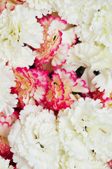 Pink and white carnation flowers background