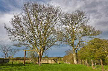 A small Cottage Garden offshoot with a Wooden swing overlooked by budding Sycamore Trees in...