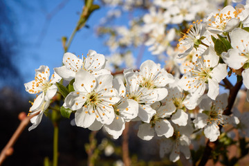White flowers of cherry on a branch of blooming cherry tree at spring
