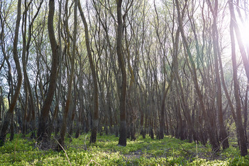 Sunlight sun rays shine through crowns of willow trees with young green foliage in the forest