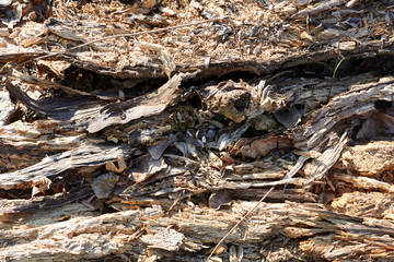 Trunk of old rotten willow tree. Texture
