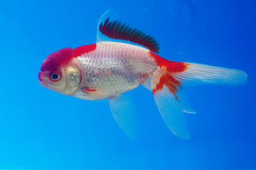 금붕어. 어류. 애완동물. 어항. 연못. 정원. 자연학습.