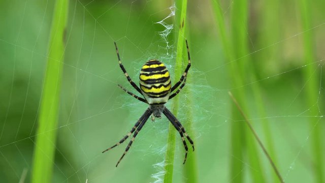 Large striped yellow and black spider Argiope Bruennichi on its web 4K