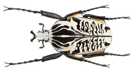 Foto op Plexiglas Cetoniinae-Goliathus albosignatus Boheman, 1857 © easyparadise
