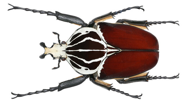 Cetoniinae-Goliathus goliatus Linnaeus, 1771