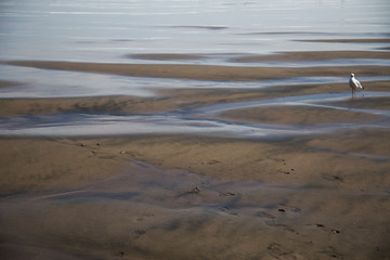 Single seagull standing on black sand beach at low tide, Muriwai, West Auckland, New Zealand. Water shining, ripples in the sand, seagull off to right of scene. Solitude, relaxing, alone, peaceful.