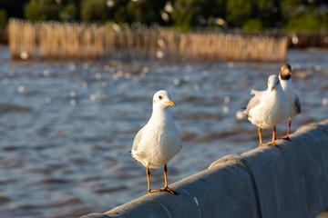 Three Seagulls standing at Sukta Bridge, Bangpu, Samut Prakan, Province, Thailand, Larus brunnicephalus, Close up shot, Select focus, Birds photography travel