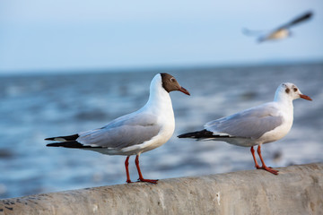 Naklejka premium Seagulls standing at Sukta Bridge, Bangpu, Samut Prakan, Province, Thailand, Larus brunnicephalus, Close up shot, Select focus, Birds photography travel