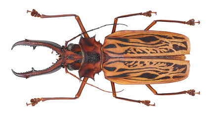 Large longhorned beetle-Macrodontia cervicornis (Linnaeus, 1758)
