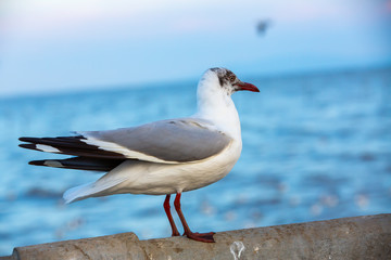 A Seagull standing at Sukta Bridge, Bangpu, Samut Prakan, Province, Thailand, Larus brunnicephalus, Close up shot, Select focus, Birds photography travel