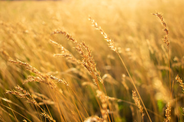 Sunrise, yellow grass in the foreground, toned