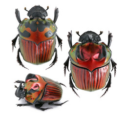 Ruby dung beetle-Oxysternon festivum