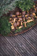 viele frische Pilze, Maronen, Dickröhrlinge, Maronen-Röhrling, Boletaceae aus dem Wald mit Rosmarin und Thymian. Groß und klein, auf Moos und Baumrinde