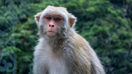indian himalayan monkey