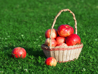 Basket of ripe apples on green grass, harvesting. Scattered apples