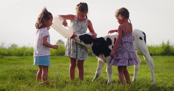Authentic slow motion shot of the little girls are feeding from the bottle with dummy an ecologically grown newborn calf used for biological milk products industry on a green lawn of a farm.