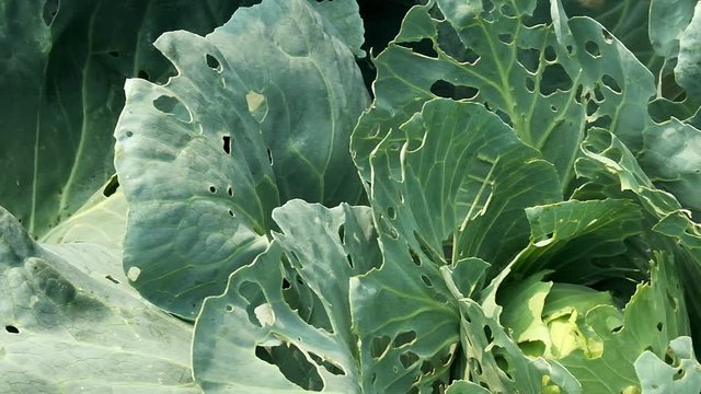 Cabbage damaged by insects pests close-up. Head and leaves of cabbage in hole, eaten by larvae butterflies and caterpillars. Consequences of the invasion butterflies Pieris brassicae.