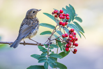 Robin