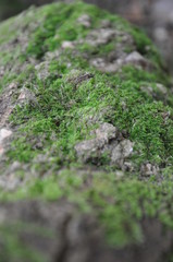 Moisissure sur arbre