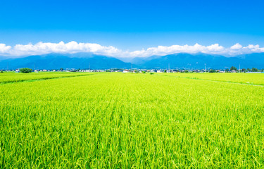 夏の信州　安曇野の田園風景