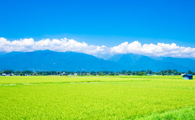 Fototapeta premium 夏の信州 安曇野の田園風景
