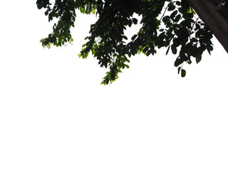 Isolated foreground green leaves on white background